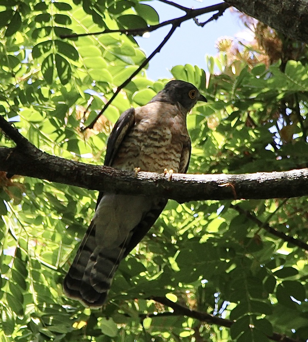 Common Hawk-Cuckoo - Gehan Gunatilleke