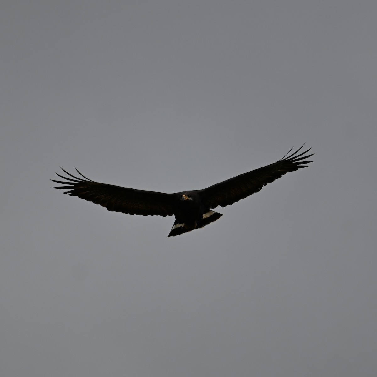 Common Black Hawk (Common) - ML618068669
