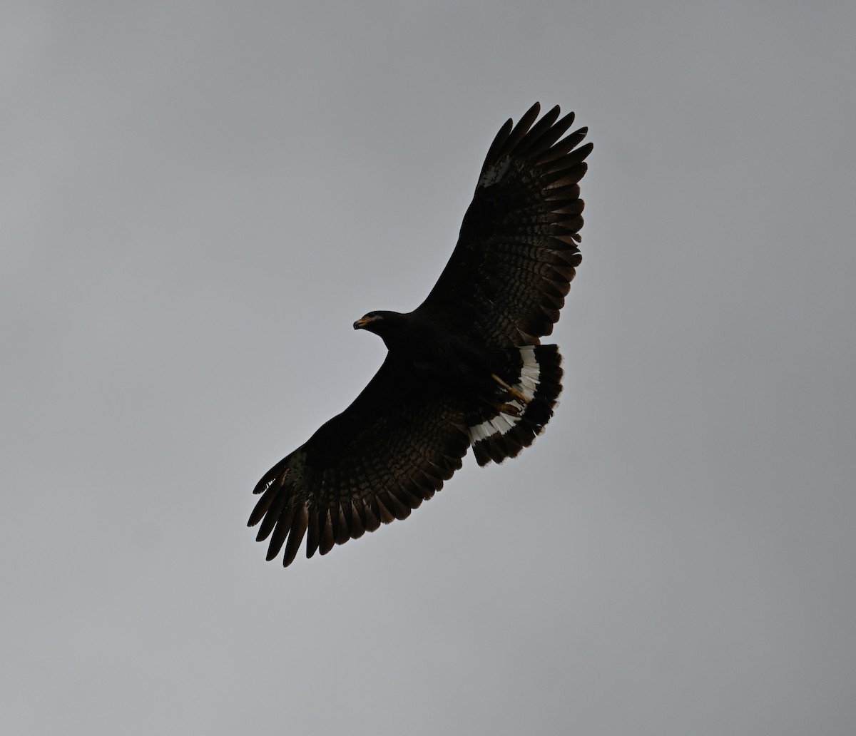 Common Black Hawk (Common) - ML618068676