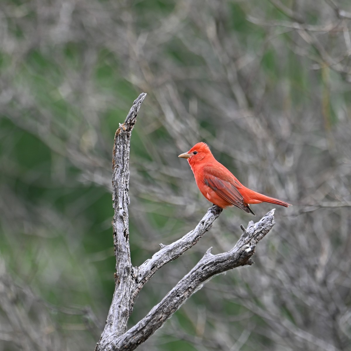 Summer Tanager - Ronnie Reed