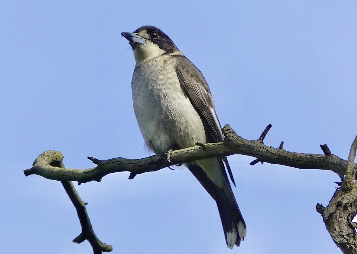 Gray Butcherbird - john cull