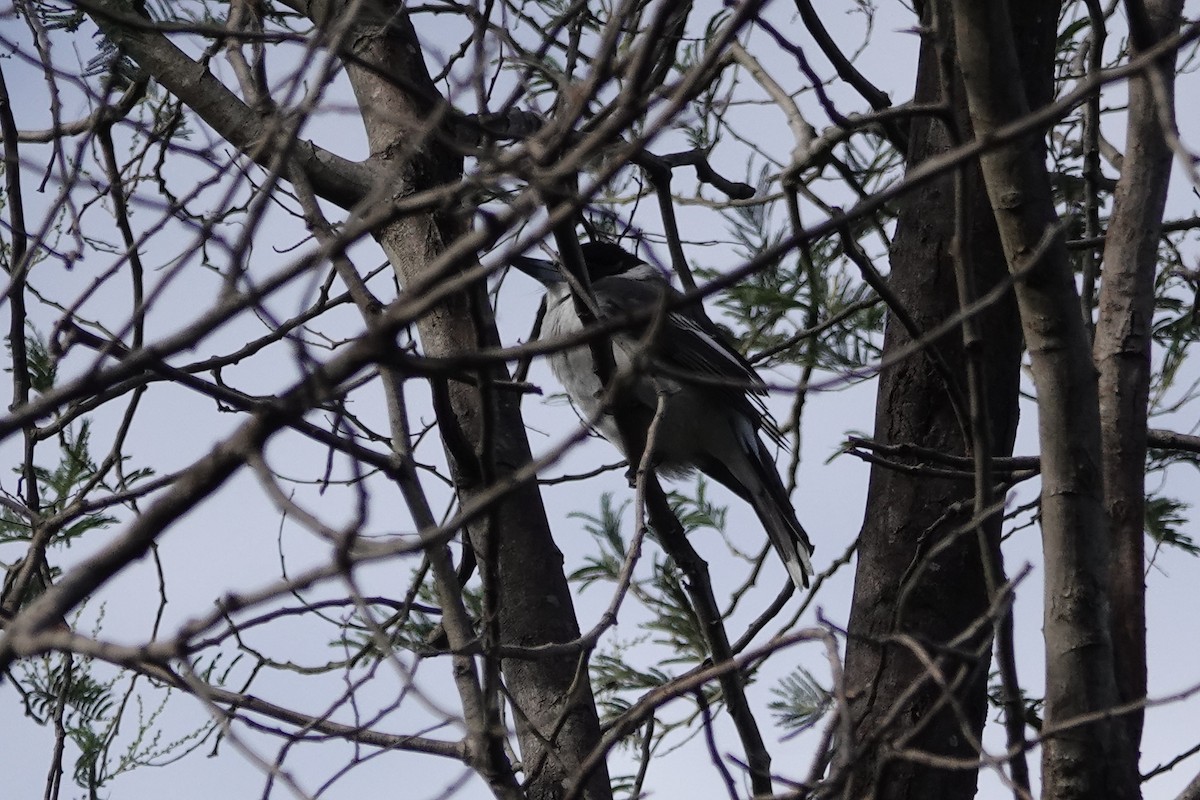 Gray Butcherbird - john cull