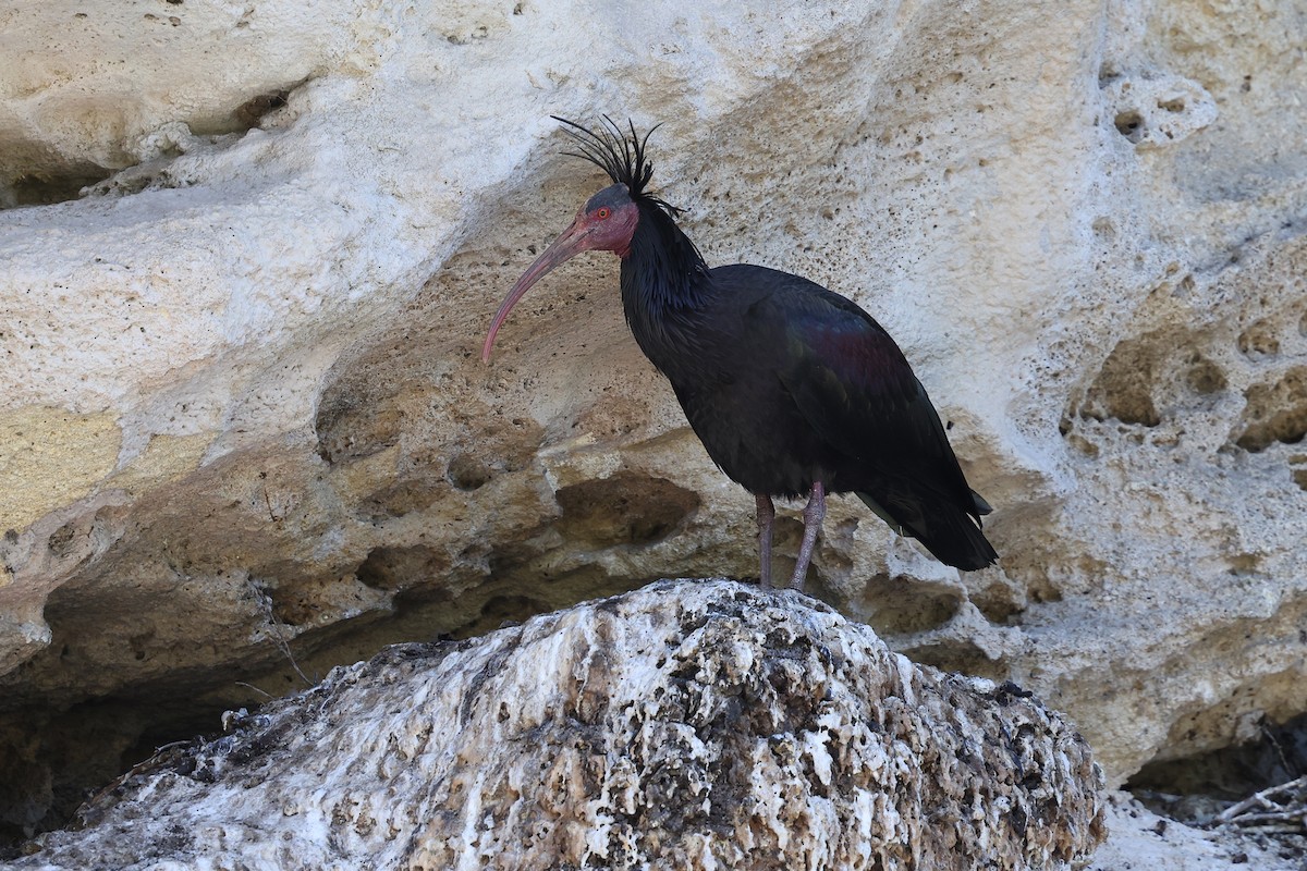 ibis skalní - ML618068697