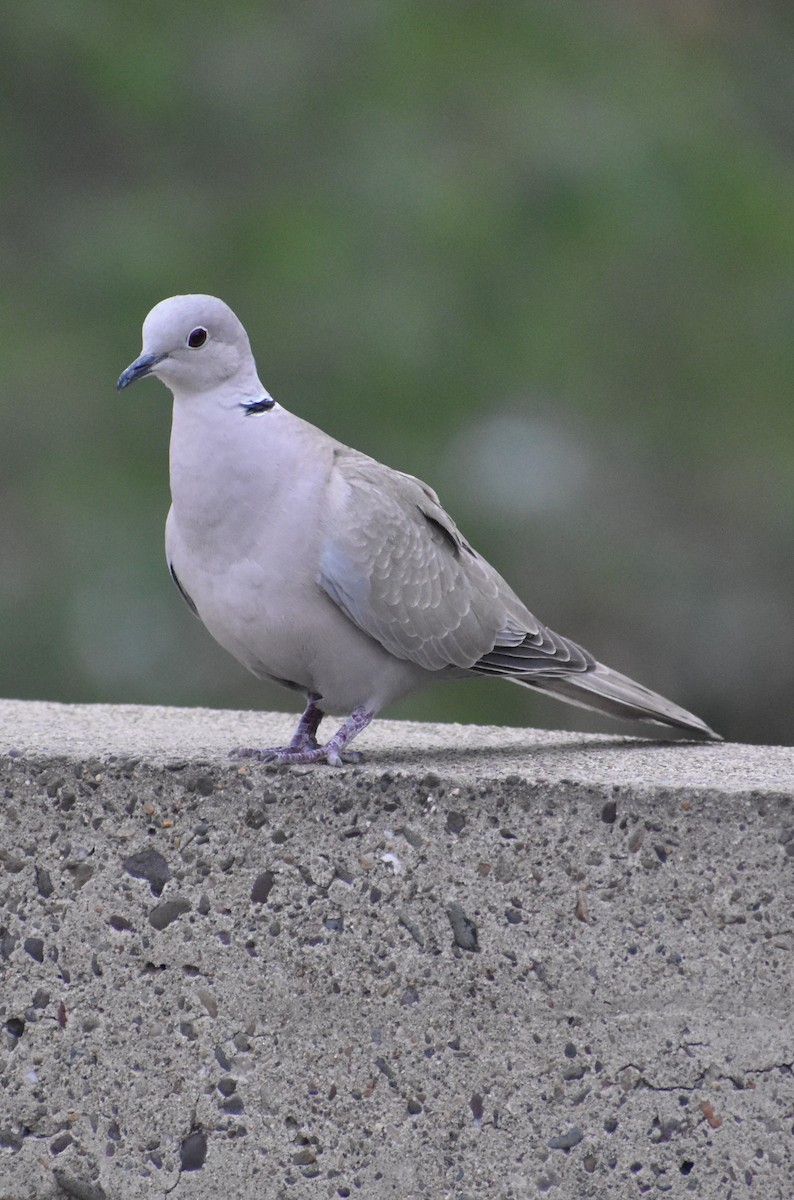Eurasian Collared-Dove - SUMIT JOSHI