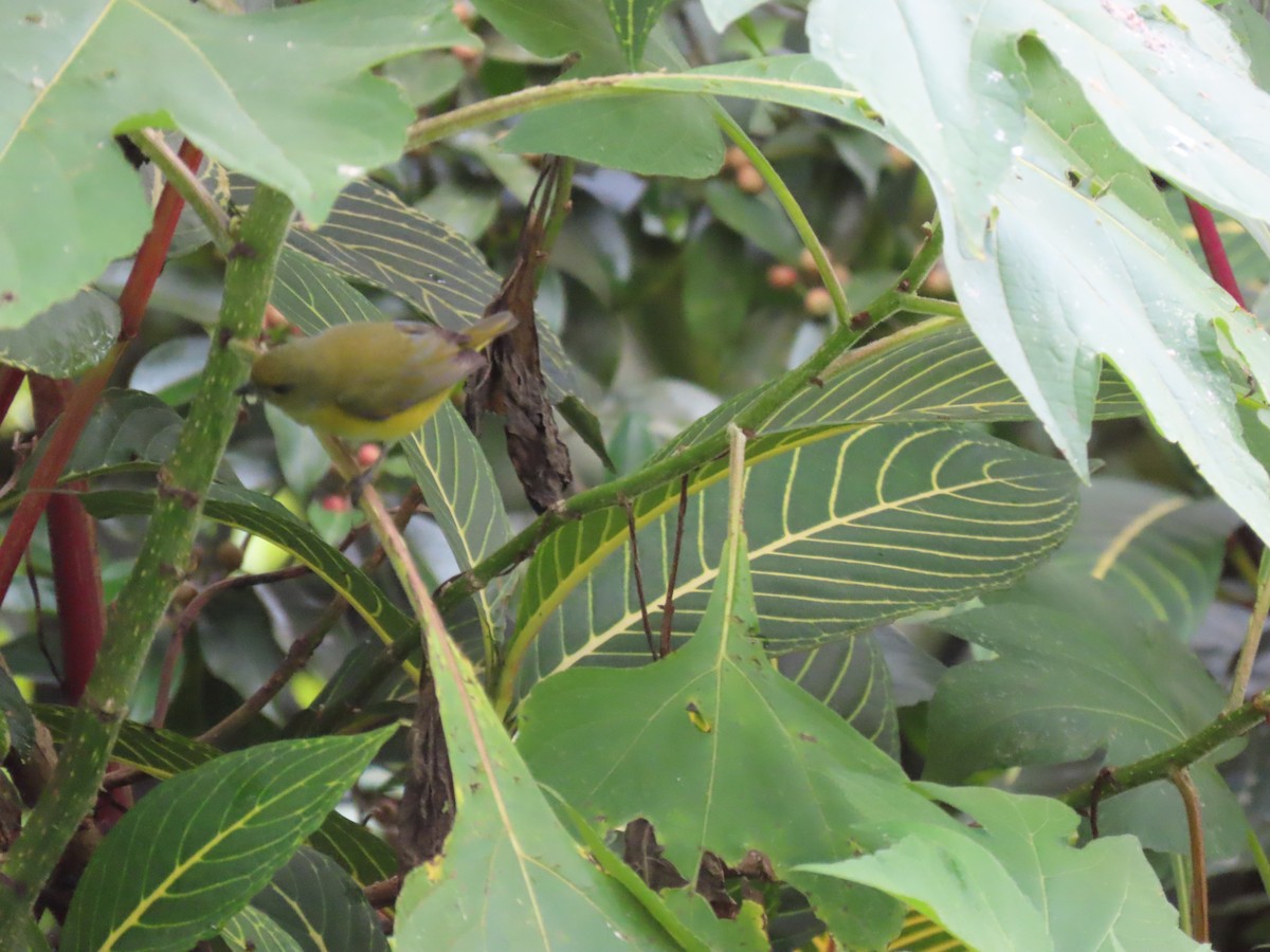Olive-crowned Yellowthroat - ML618068702