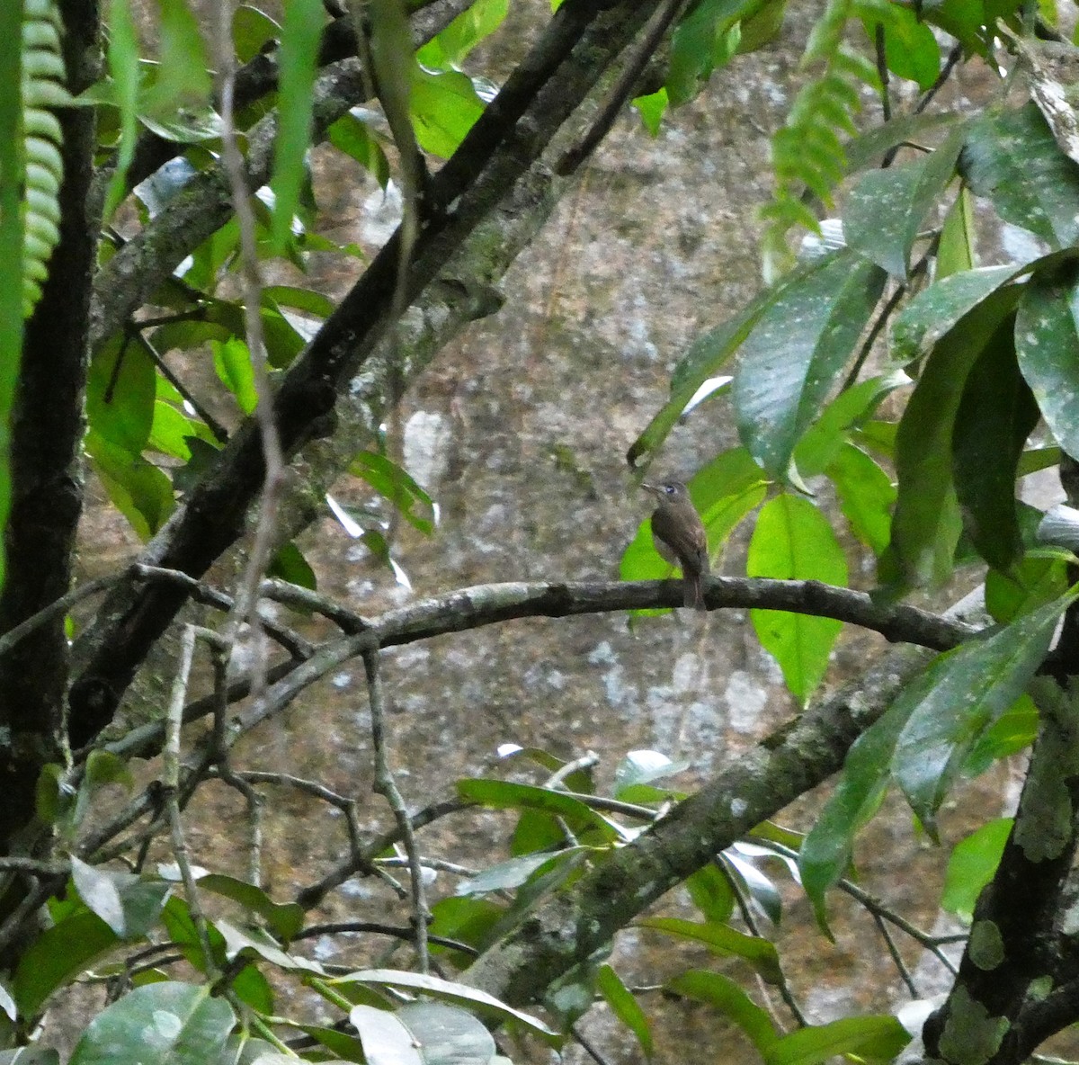 Brown-breasted Flycatcher - Suhashini Hewavisenthi