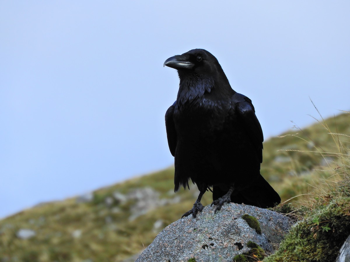 Common Raven - Tom Carley