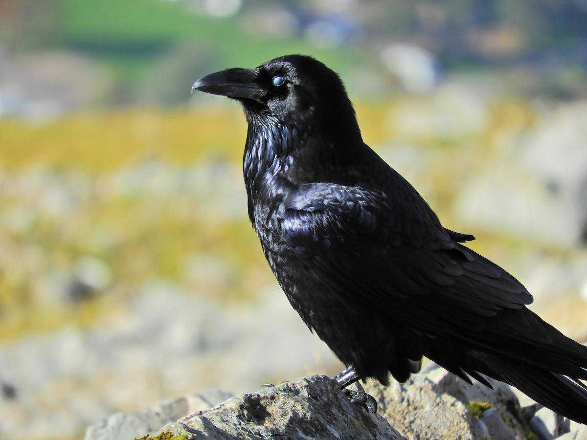 Common Raven - Tom Carley