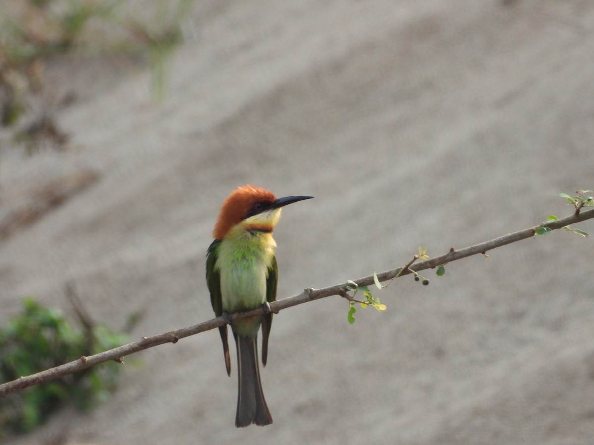 Chestnut-headed Bee-eater - Thananh KH.