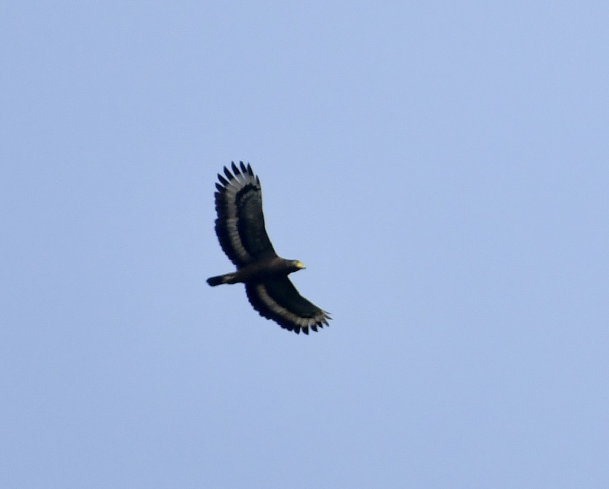 Crested Serpent-Eagle - ML618068750