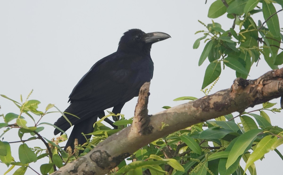 Large-billed Crow - ML618068751