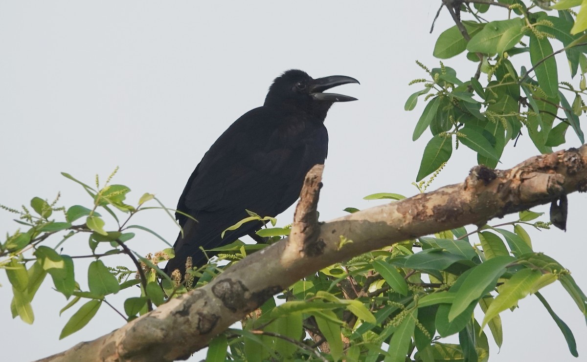 Large-billed Crow - Pampa Mistri