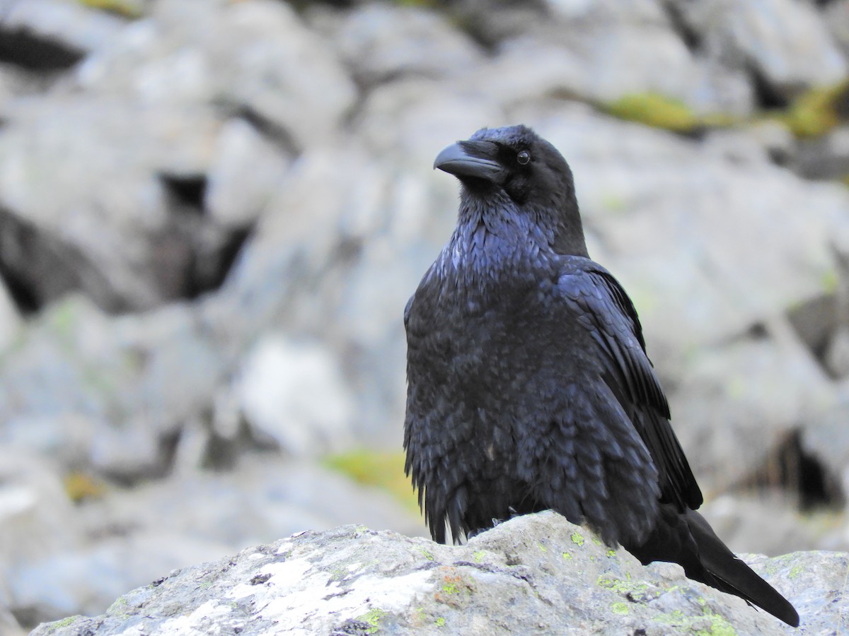 Common Raven - ML618068755