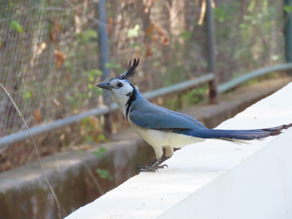 White-throated Magpie-Jay - ML618068758
