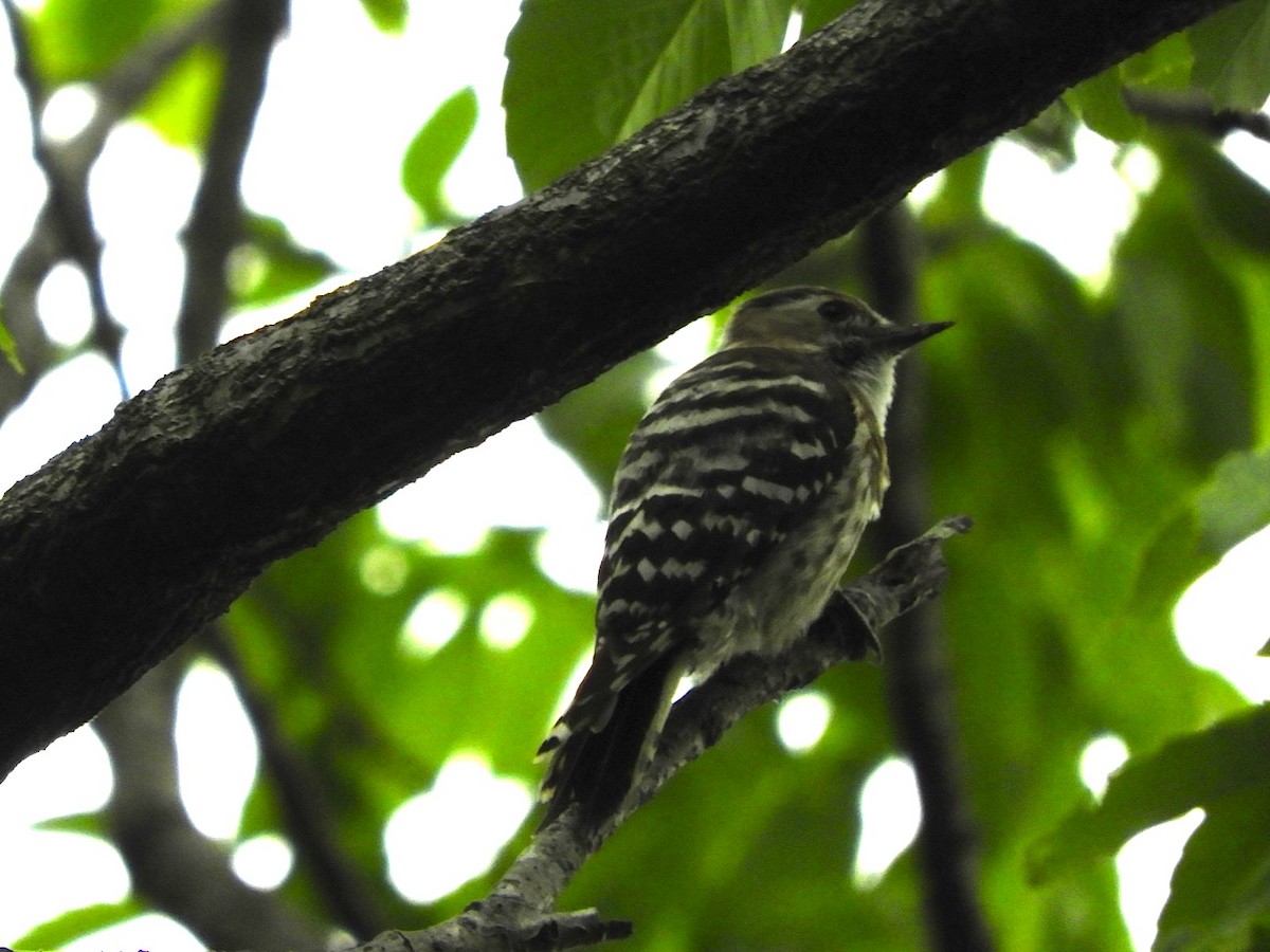 Japanese Pygmy Woodpecker - ML618068767