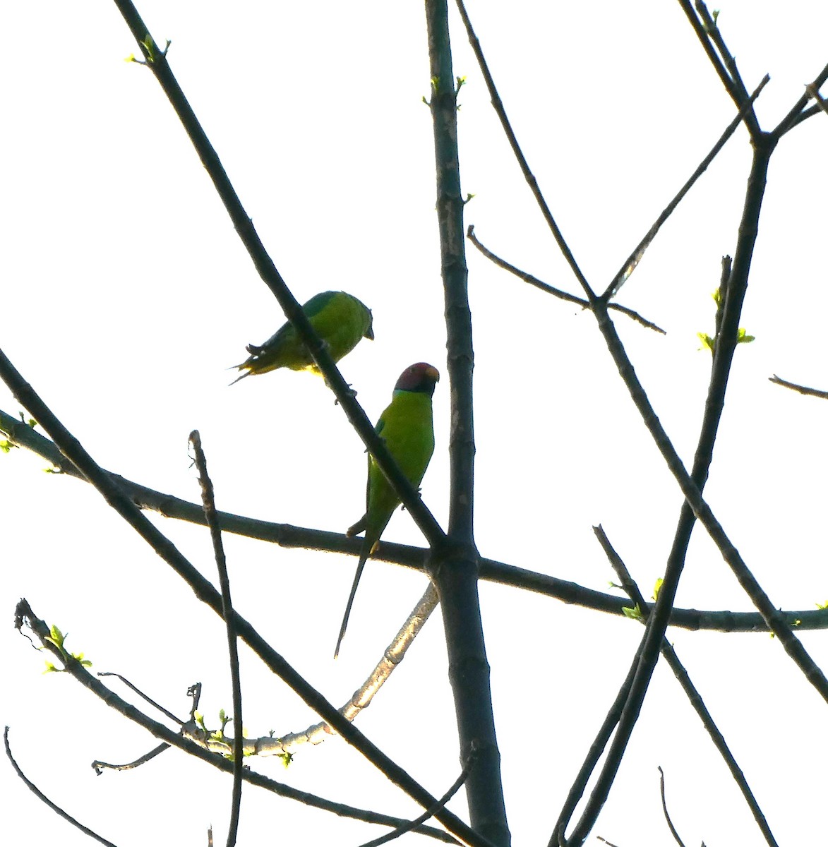 Plum-headed Parakeet - Suhashini Hewavisenthi