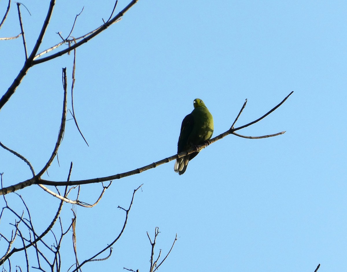 Sri Lanka Green-Pigeon - Suhashini Hewavisenthi