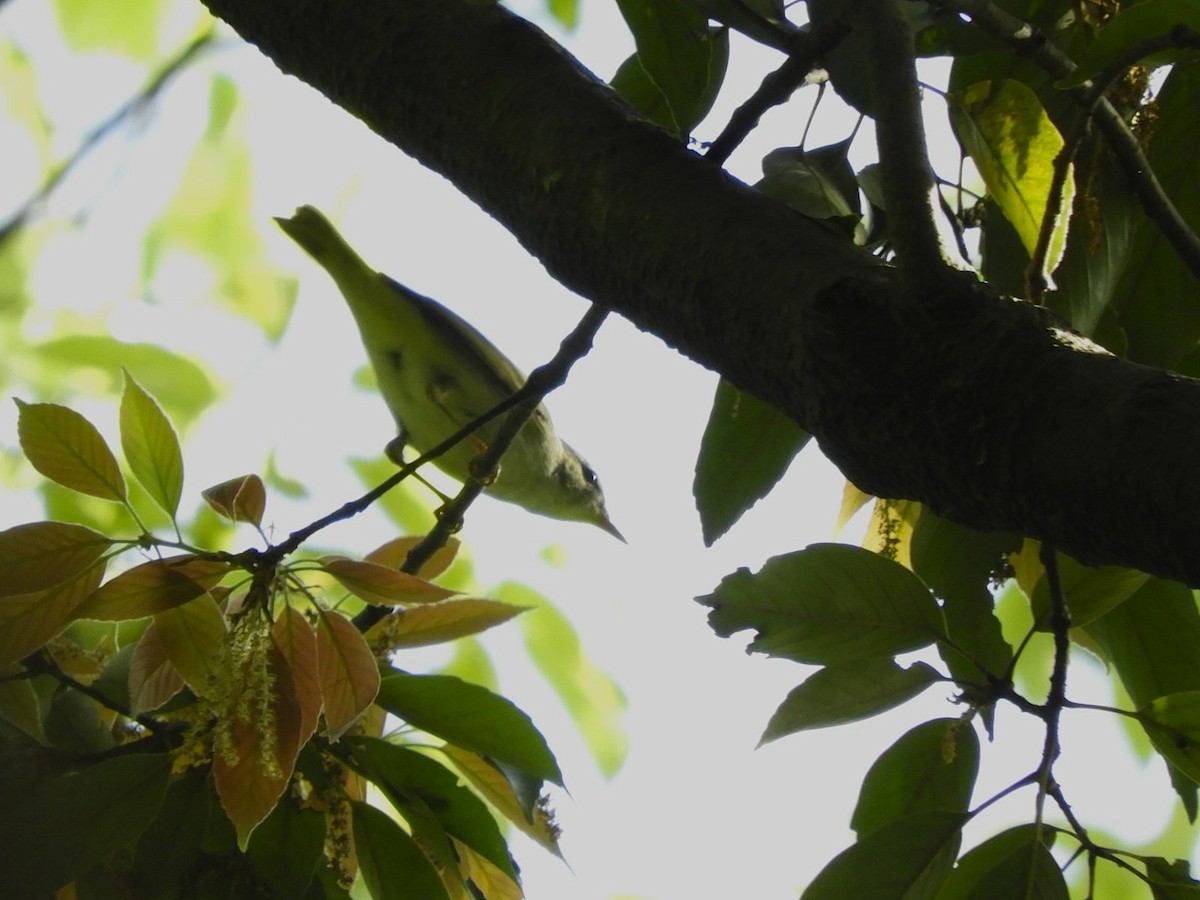 Eastern Crowned Warbler - Takayuki Uchida