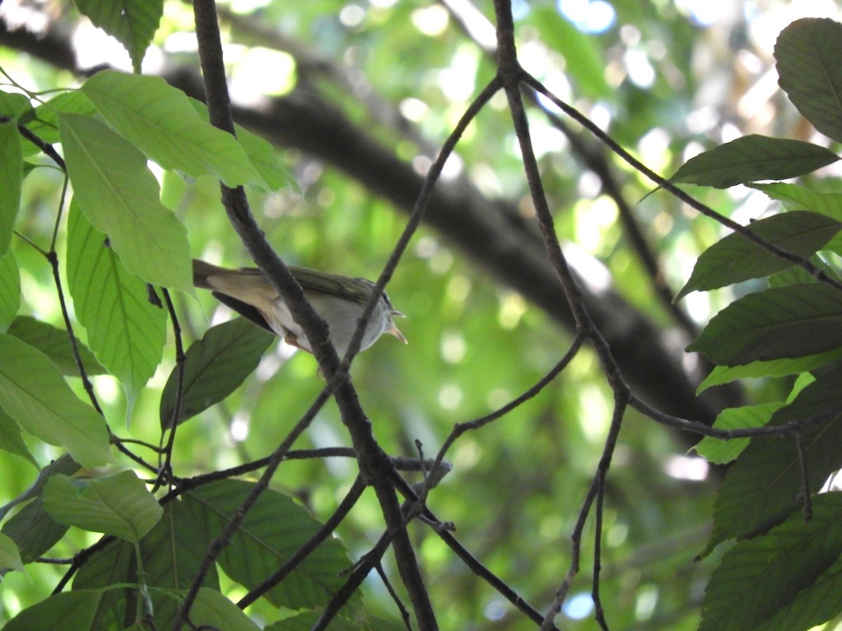 Sakhalin Leaf Warbler - ML618068827