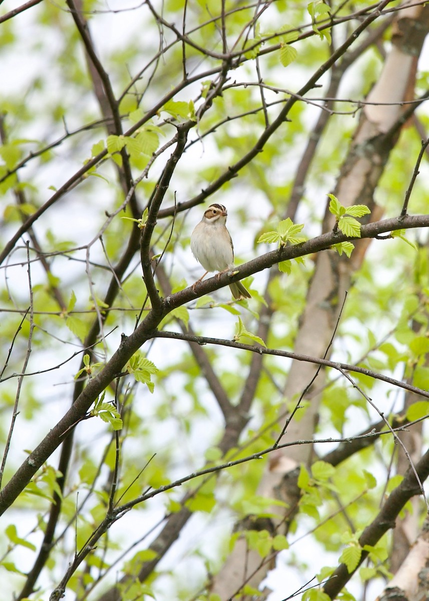 Clay-colored Sparrow - ML618068846