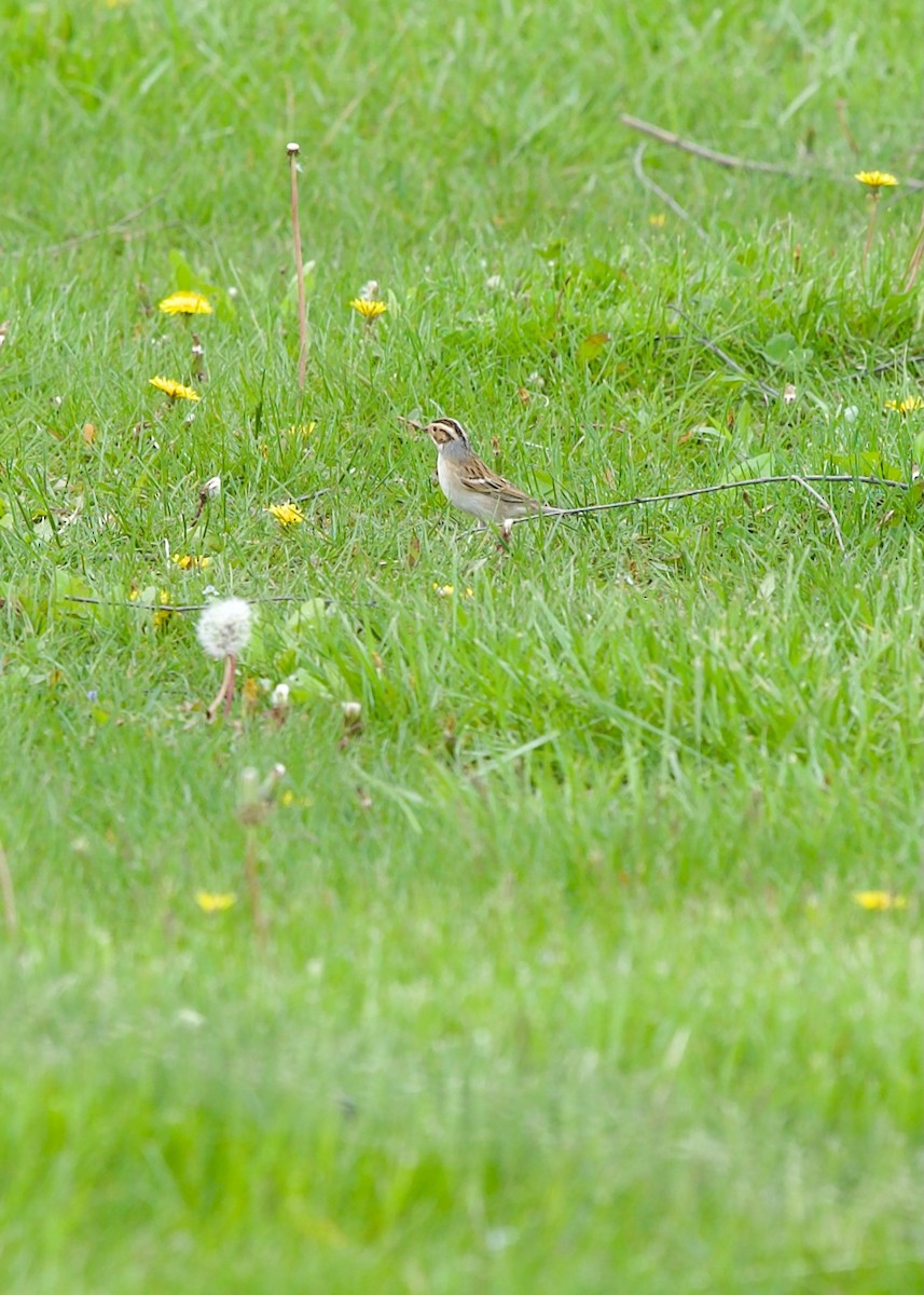 Clay-colored Sparrow - ML618068848