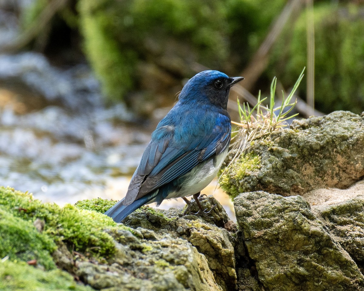 Blue-and-white Flycatcher - ML618068879