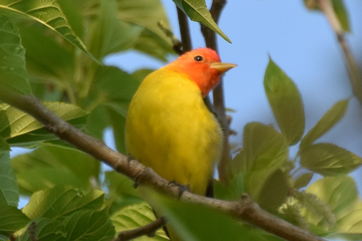 Western Tanager - ML618068882