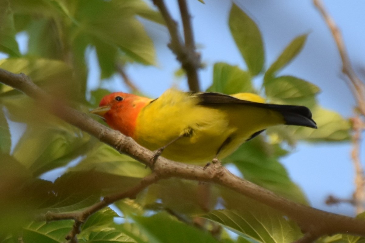Western Tanager - ML618068883