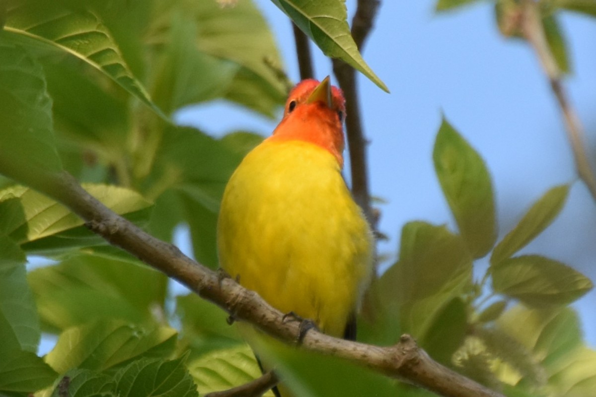 Western Tanager - ML618068884