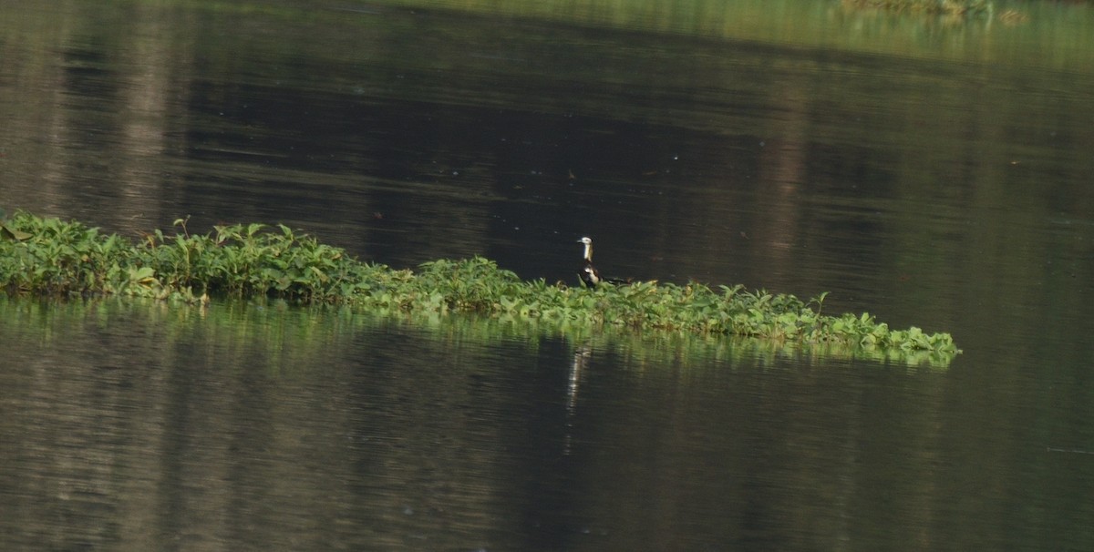 Pheasant-tailed Jacana - Usha Viswanathan