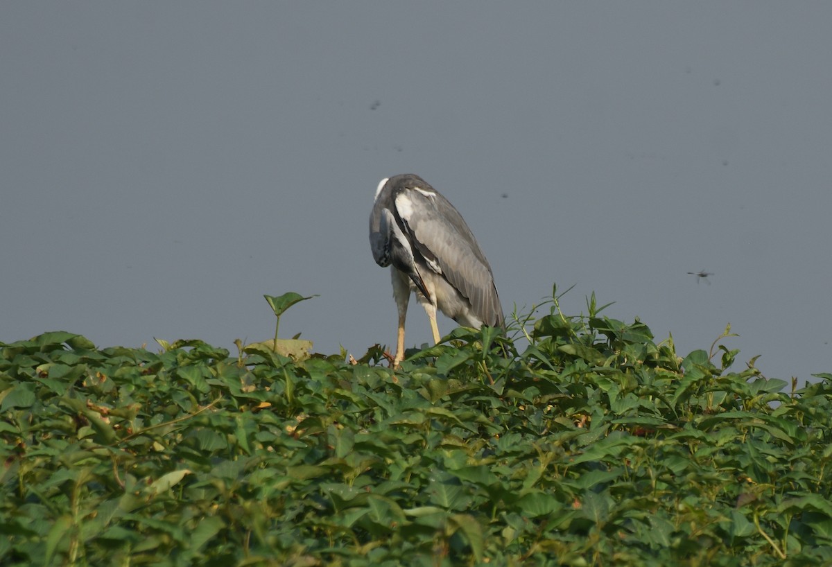 Gray Heron - Usha Viswanathan