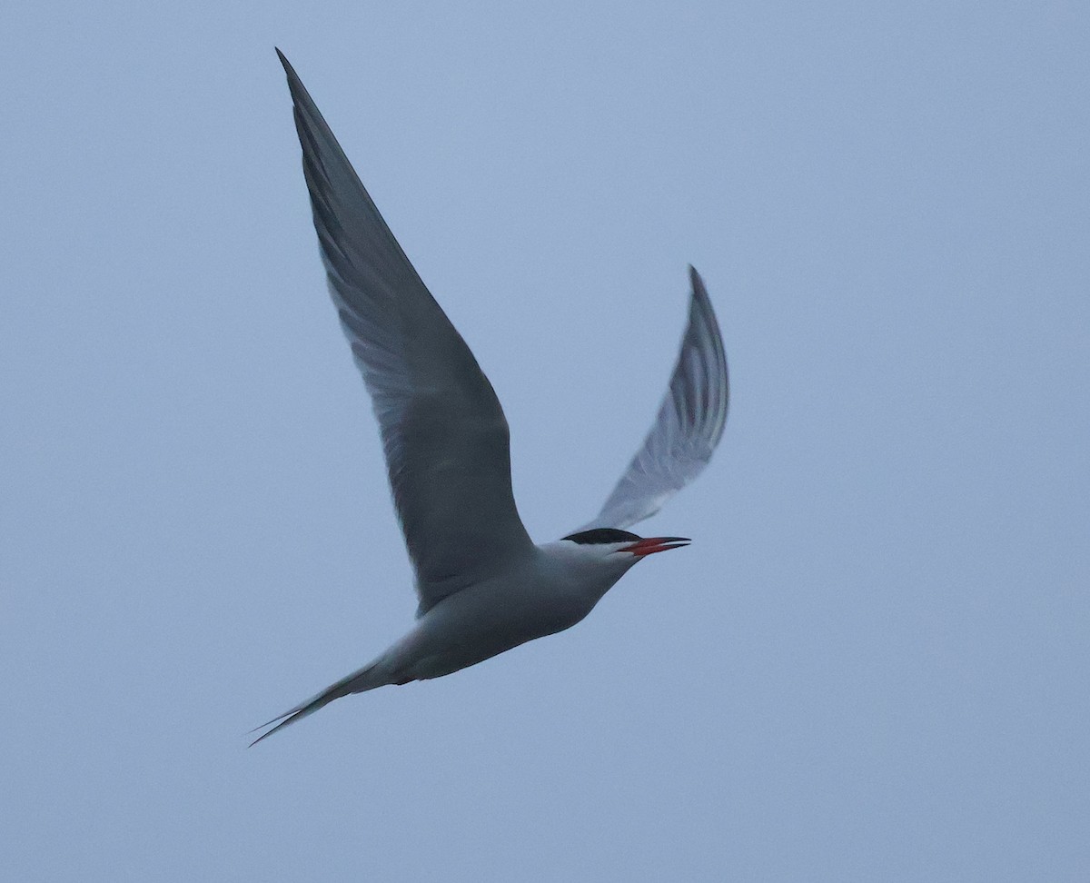 Common Tern - ML618068933