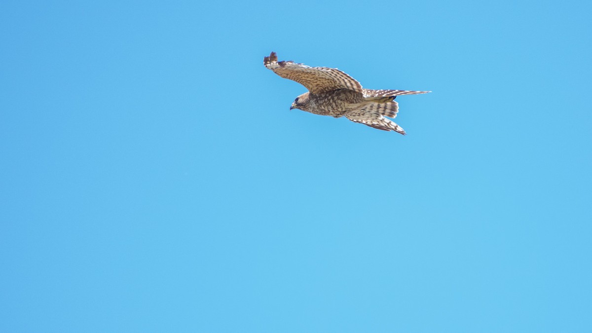 Red-shouldered Hawk - chef Ito