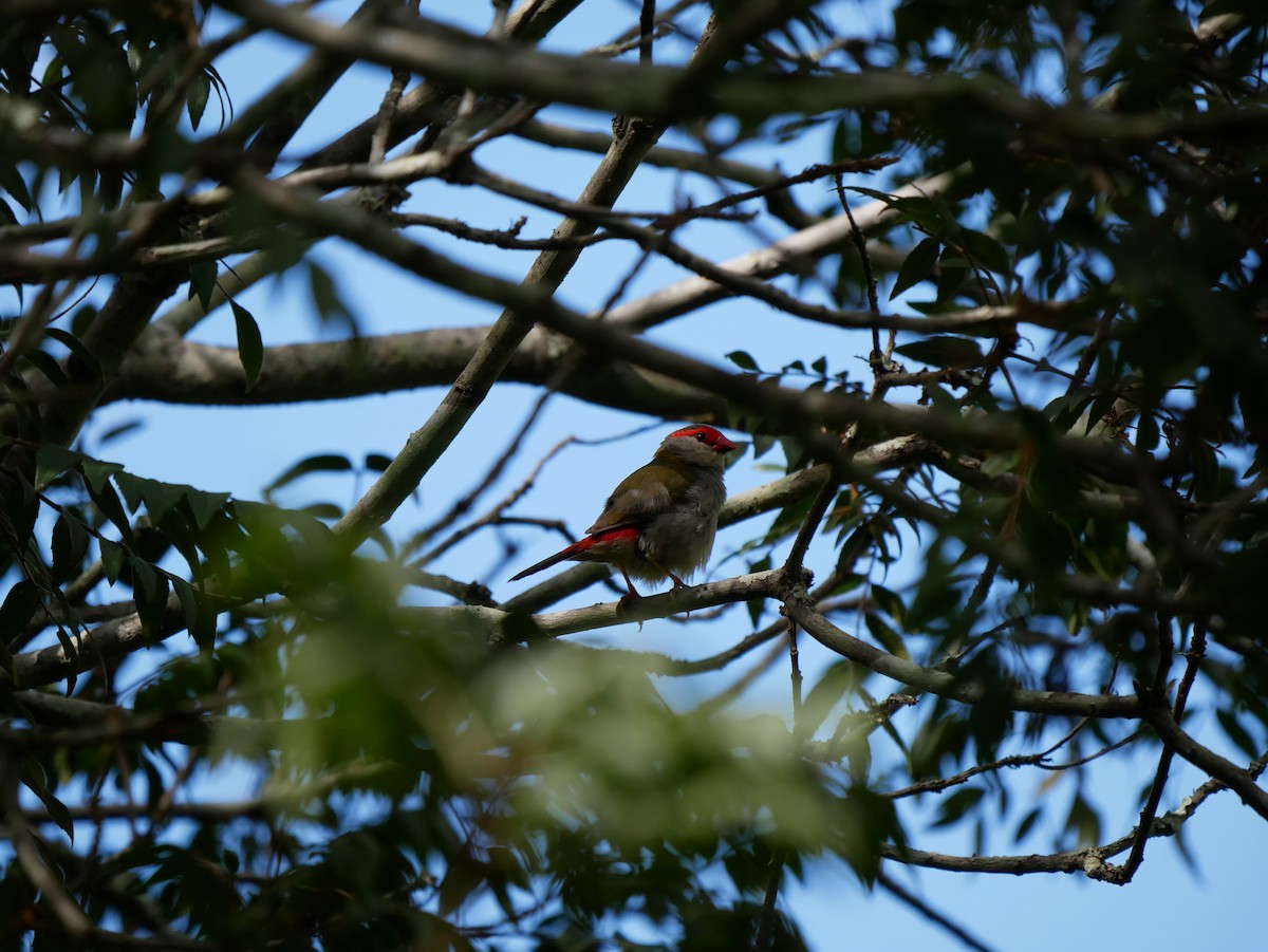 Red-browed Firetail - ML618068951