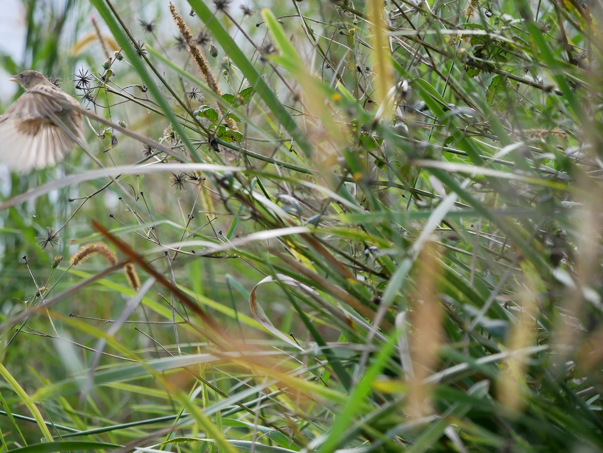 Tawny Grassbird - ML618068959