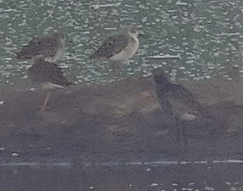 Spotted Redshank - ML618068968
