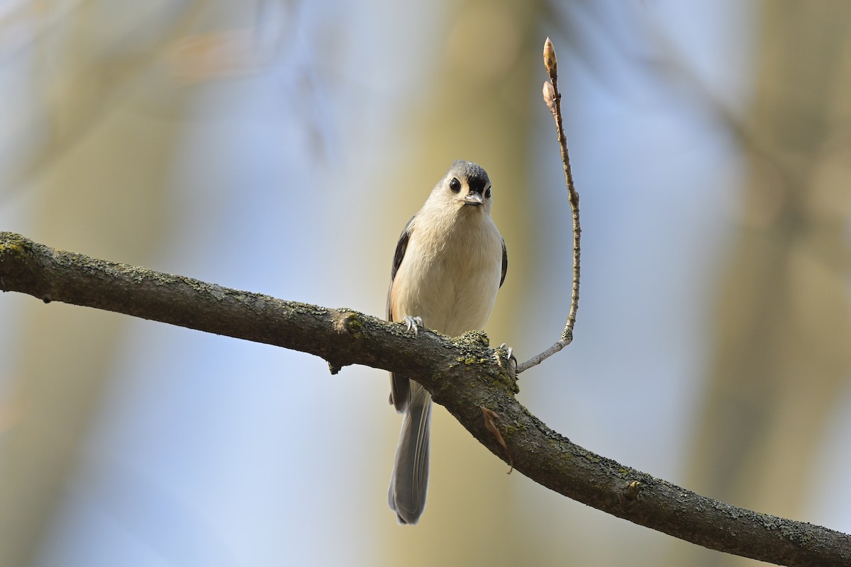 Tufted Titmouse - Cameron Young