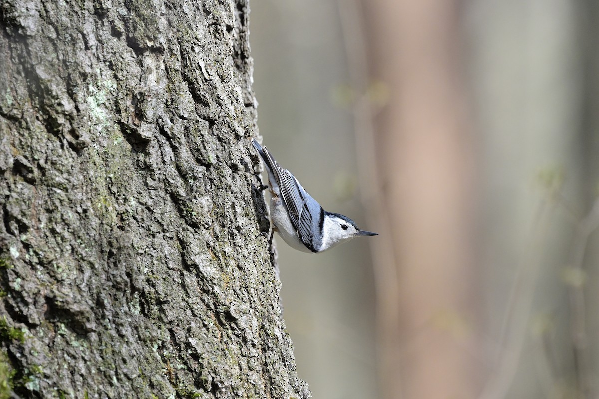 White-breasted Nuthatch - Cameron Young