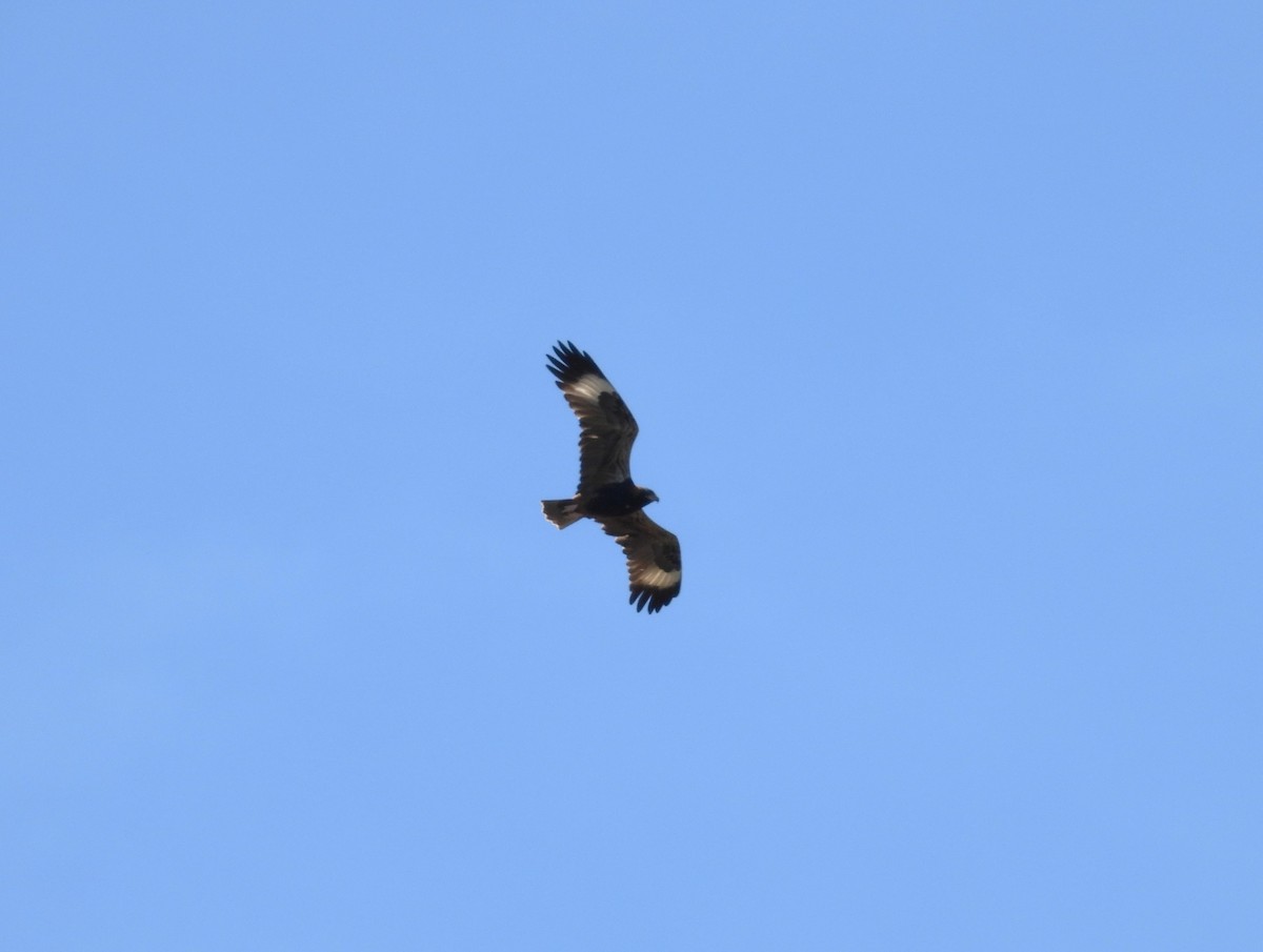 Black-breasted Kite - ML618069046