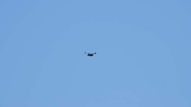 Black-breasted Kite - ML618069047