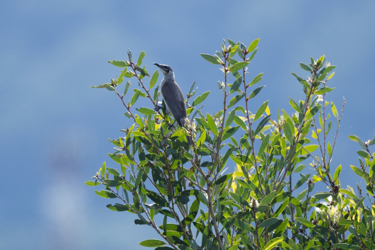 Little Friarbird - ML618069048
