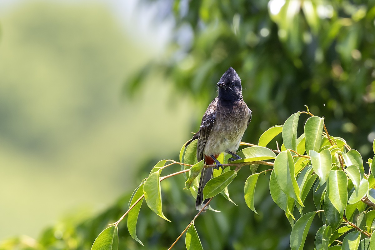 Red-vented Bulbul - ML618069056