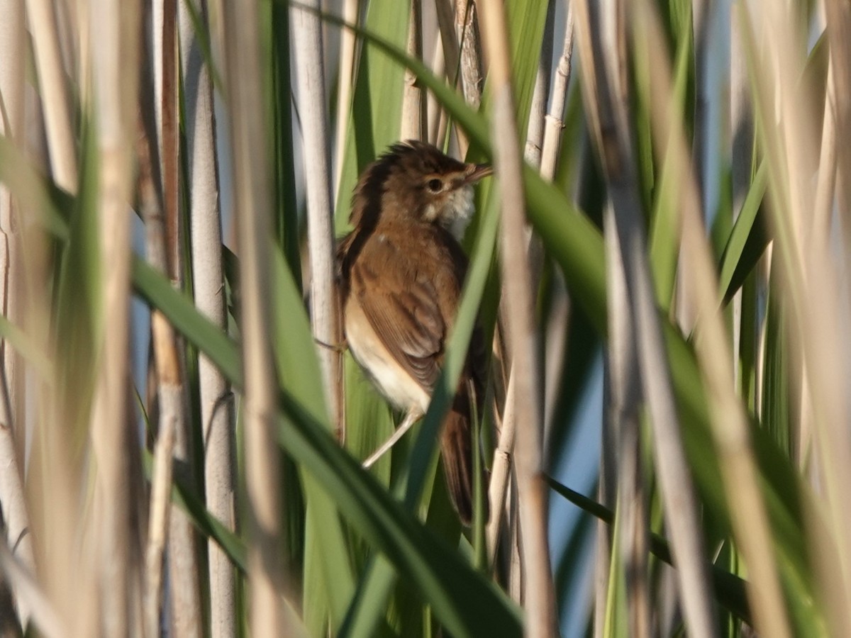 Common Reed Warbler - ML618069079
