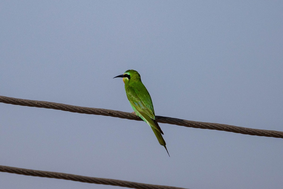 Blue-cheeked Bee-eater - ML618069084