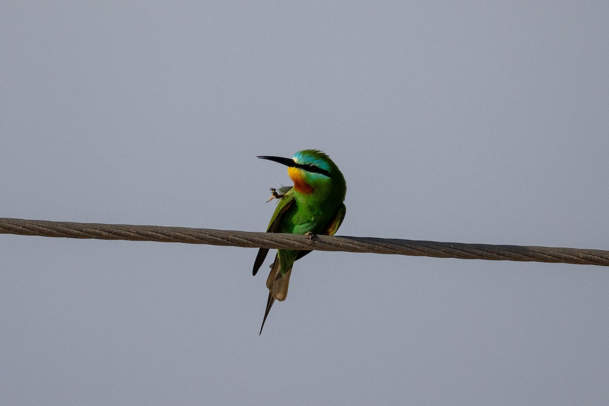 Blue-cheeked Bee-eater - ML618069085