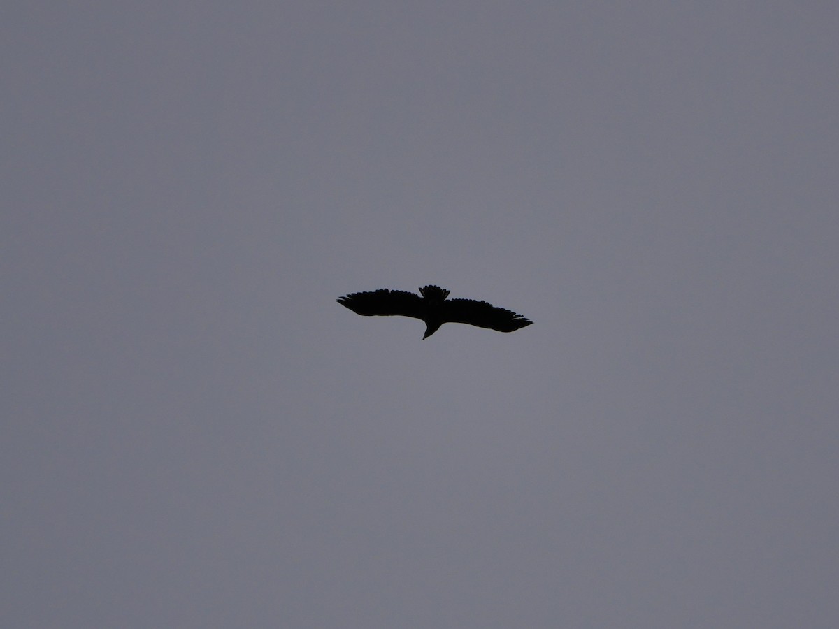 White-tailed Eagle - ML618069090