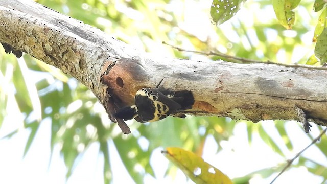 Heart-spotted Woodpecker - ML618069093
