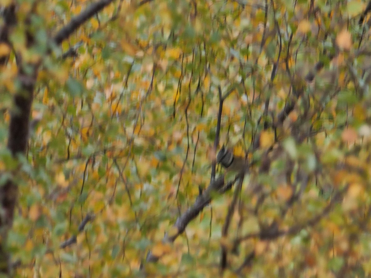 Crested Tit - ML618069102
