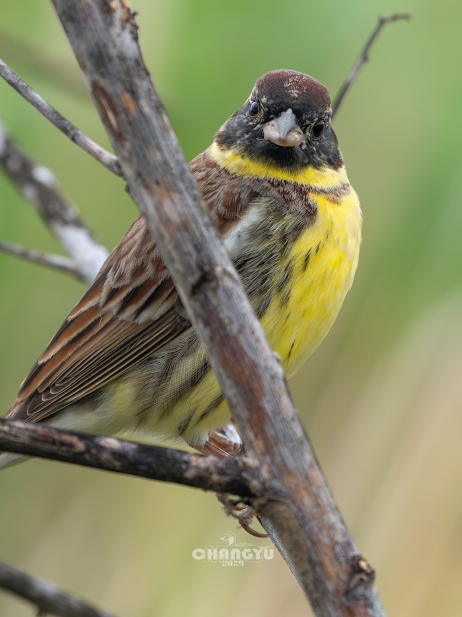 Yellow-breasted Bunting - ML618069118