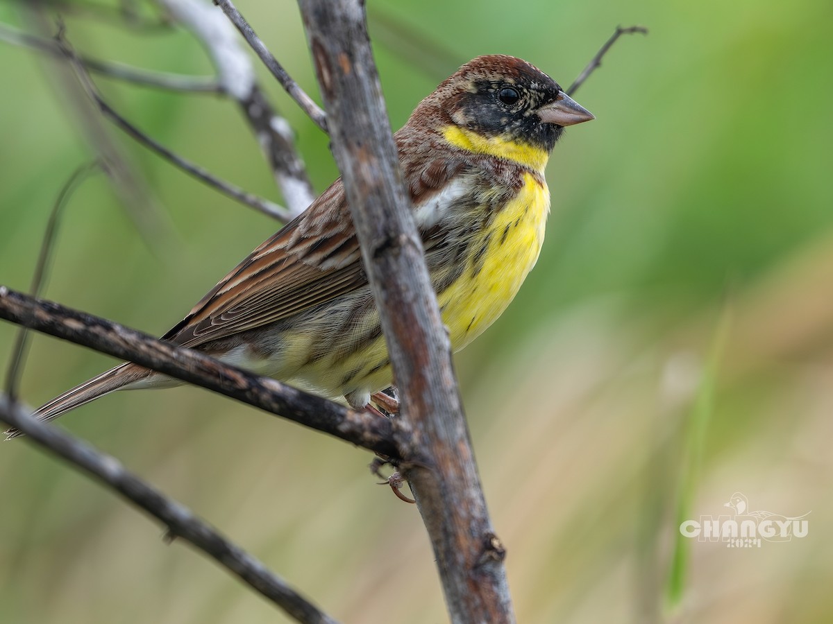 Yellow-breasted Bunting - ML618069119